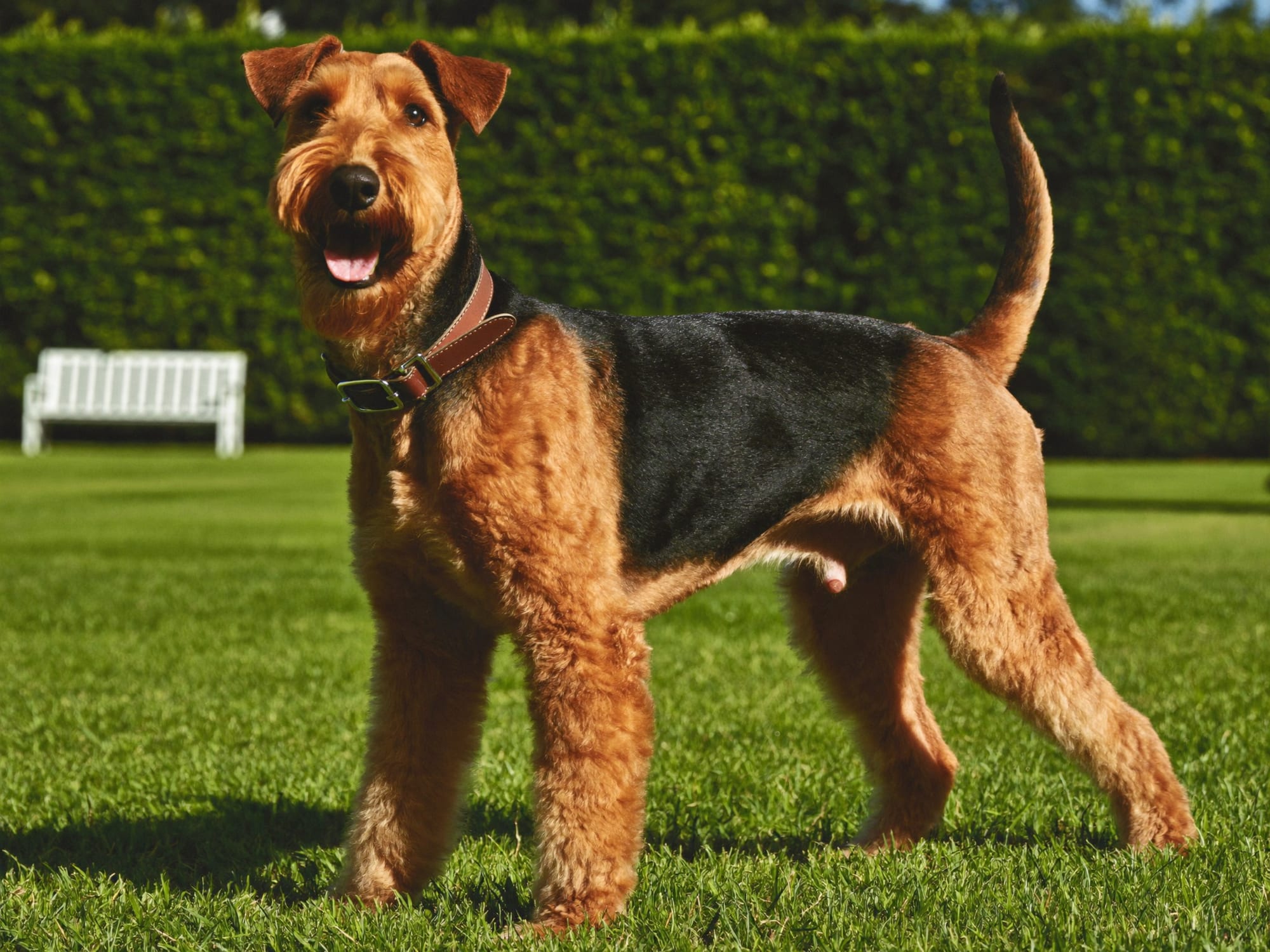 Airedale Terrier