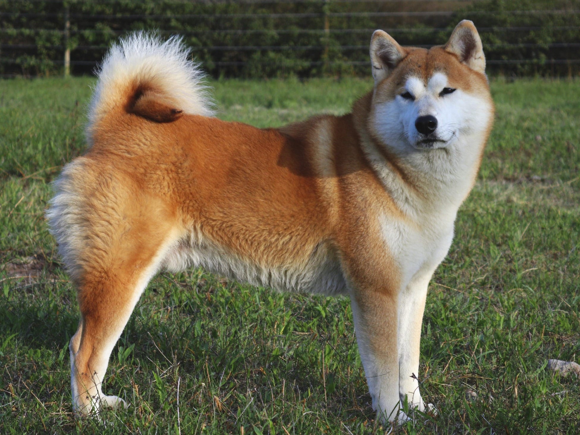Akita Inu
