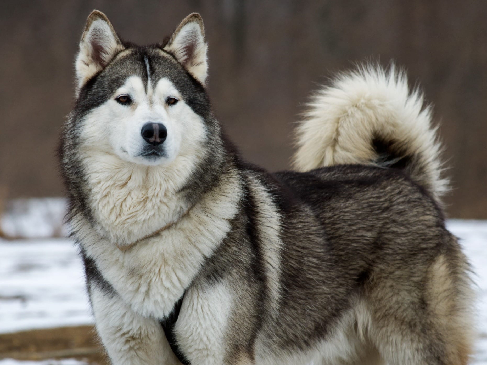 Alaskan Malamute