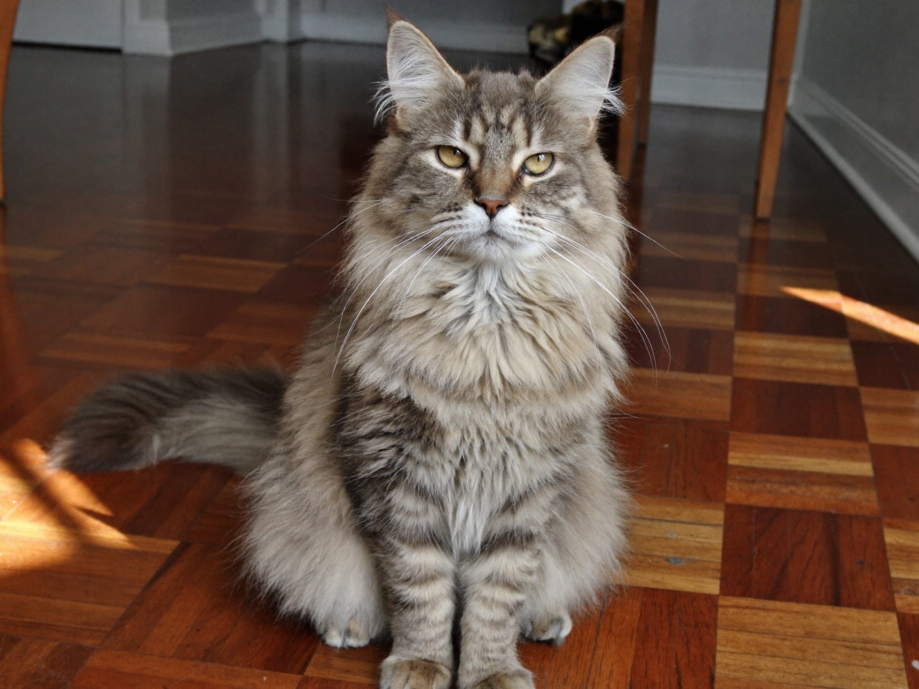American Bobtail de Pelo Largo