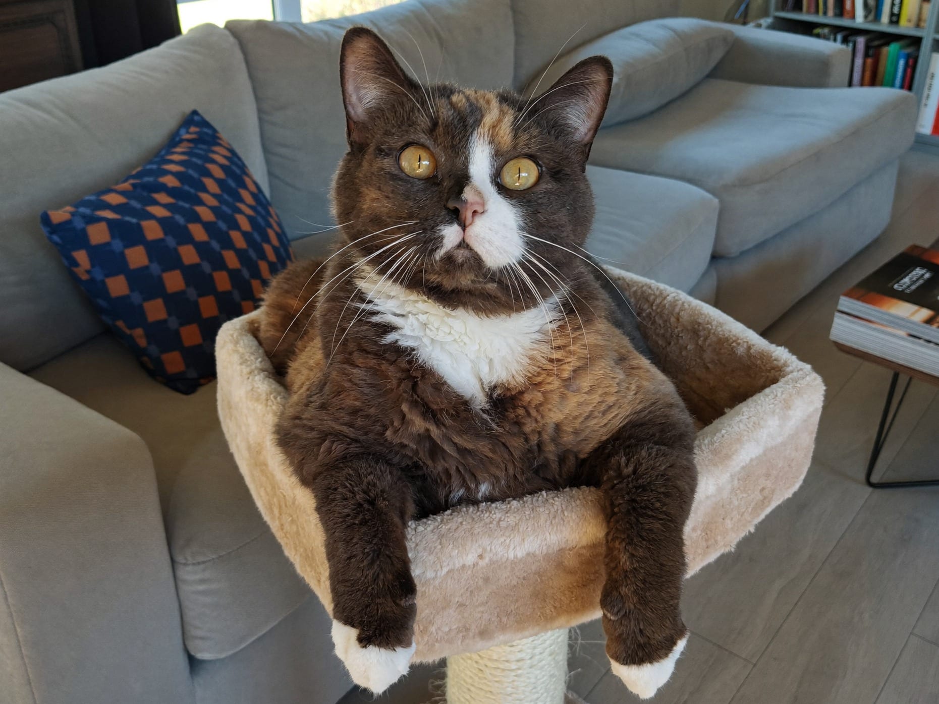American Wirehair
