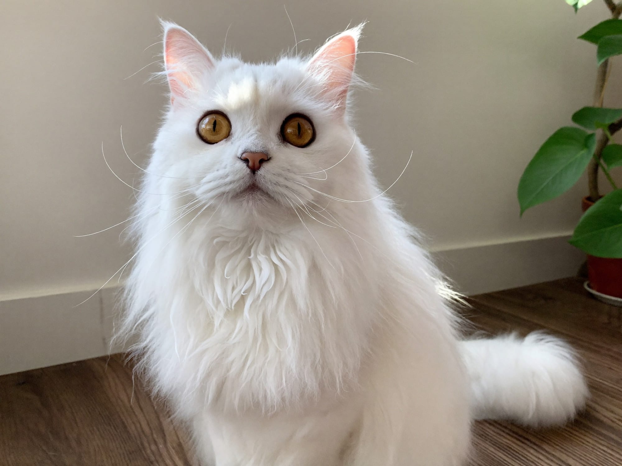 Angora Británico