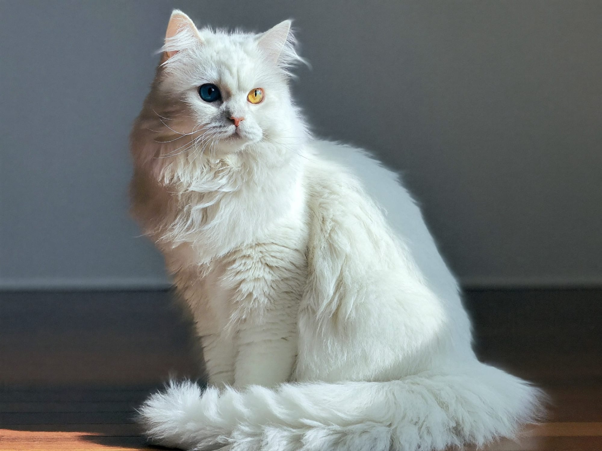 Angora Turco