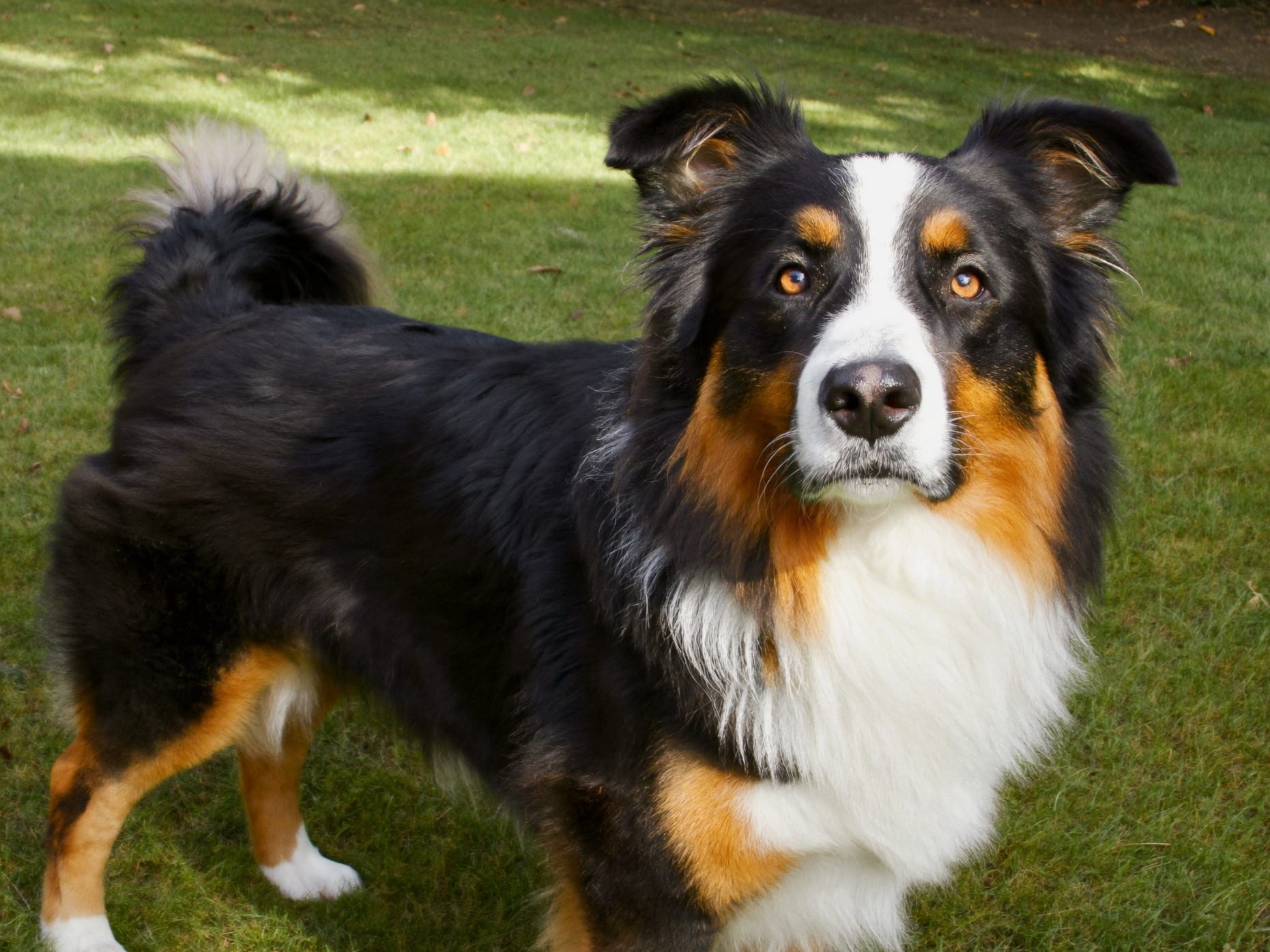 Australian Shepherd