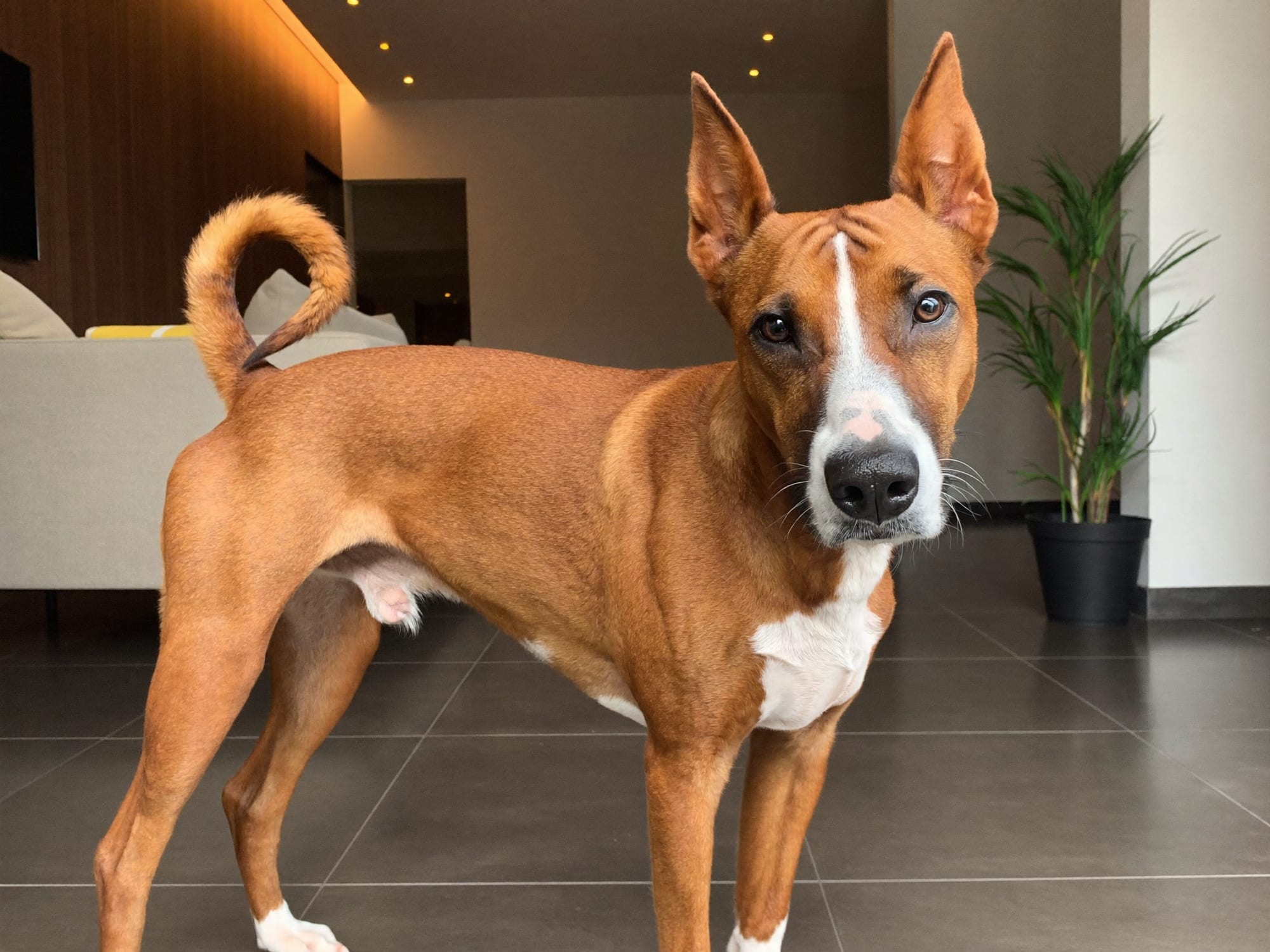 Basenji