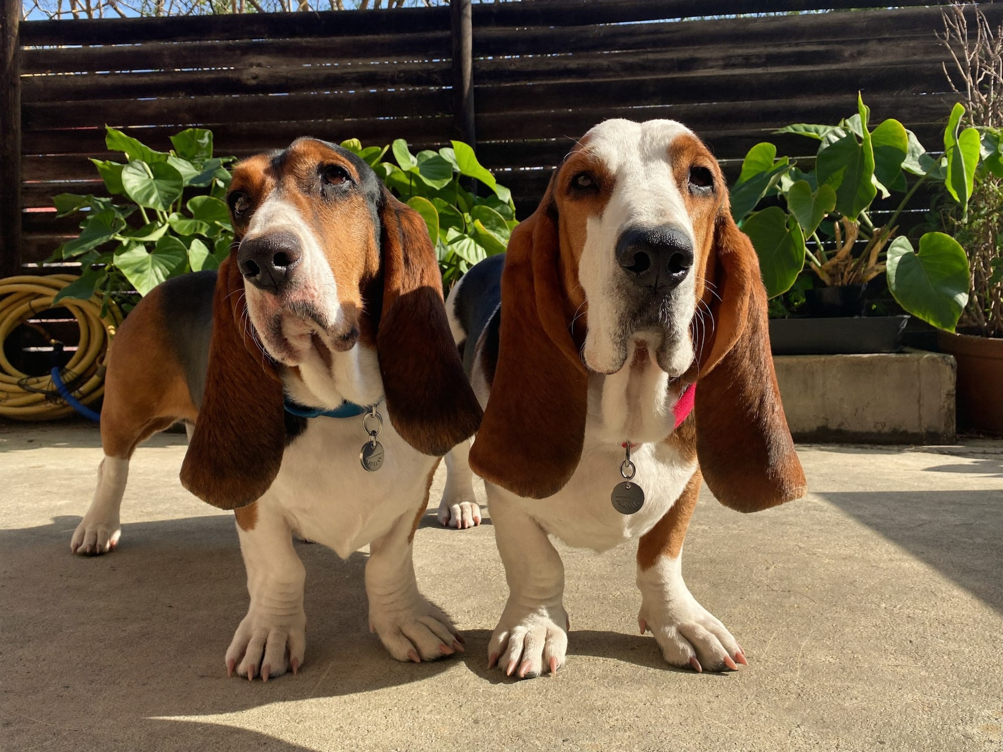 Basset Hound