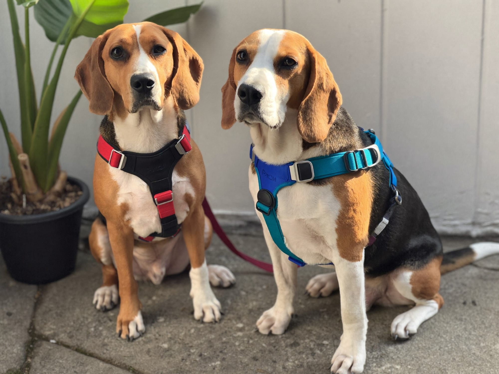 Beagle