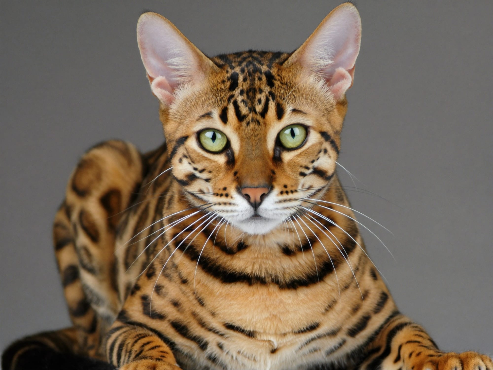 Bengalí