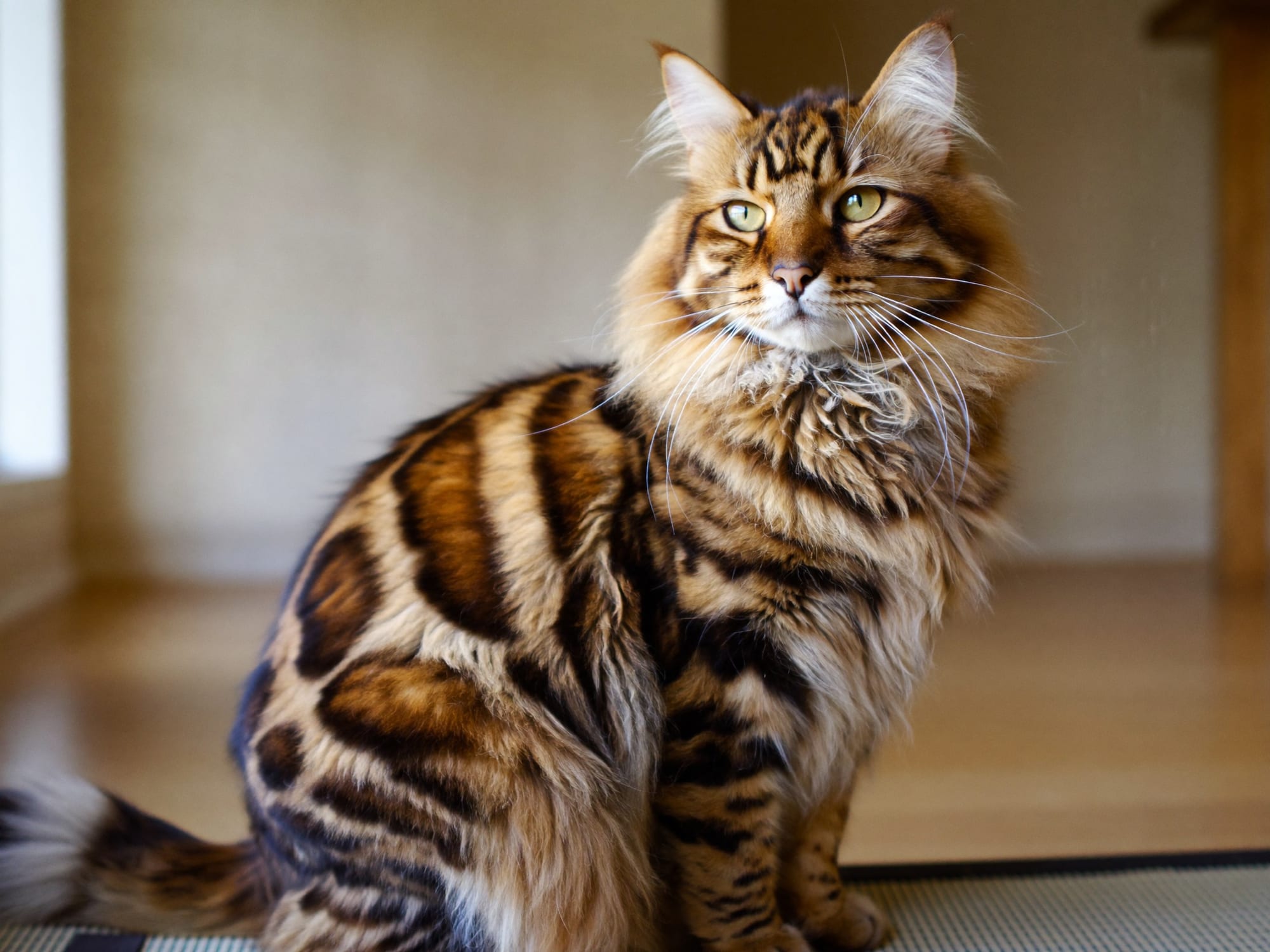 Bengalí de Pelo Largo