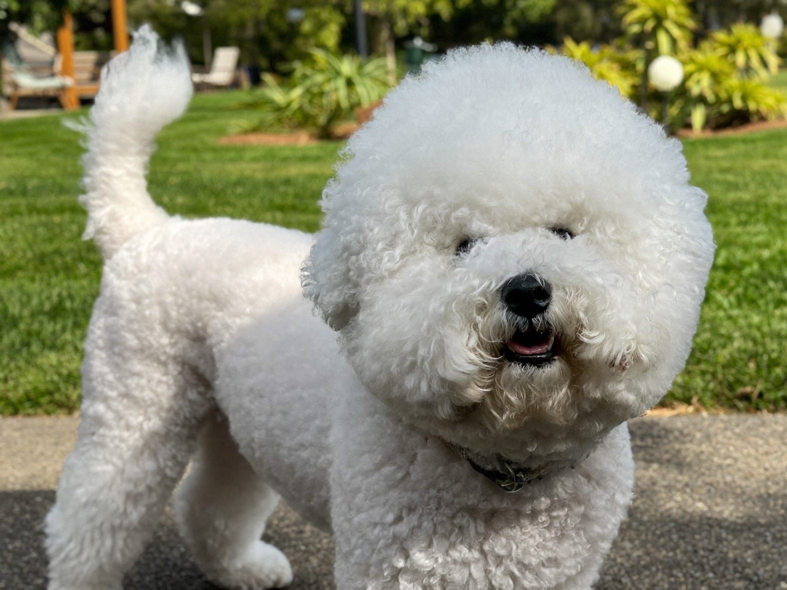 Bichón Frisé