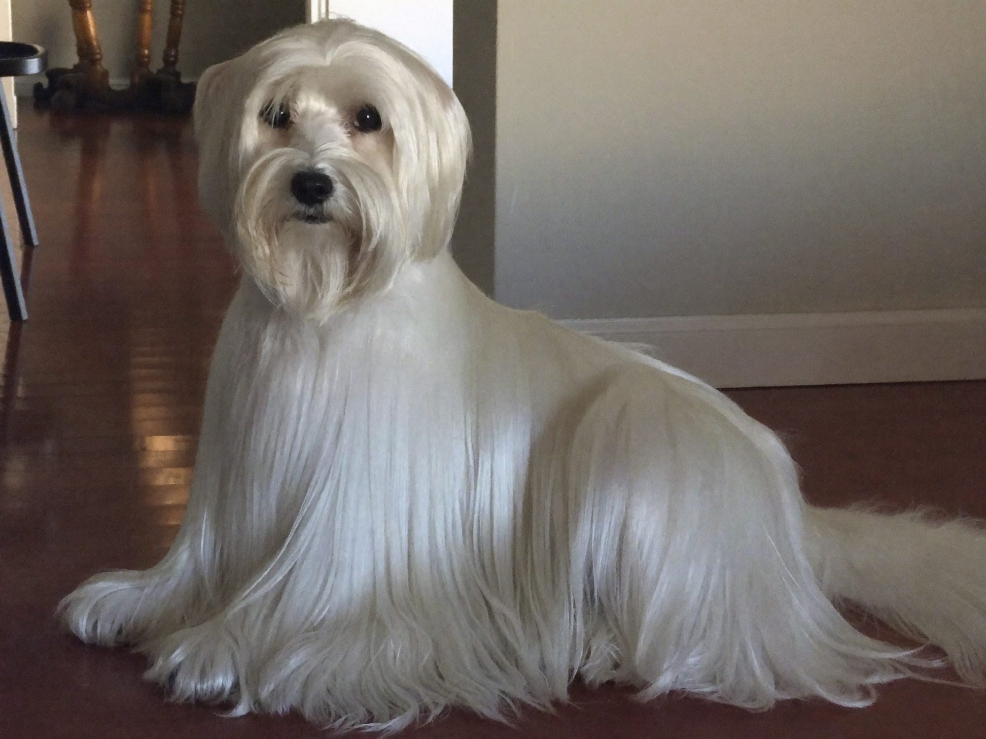 Bichón Maltés