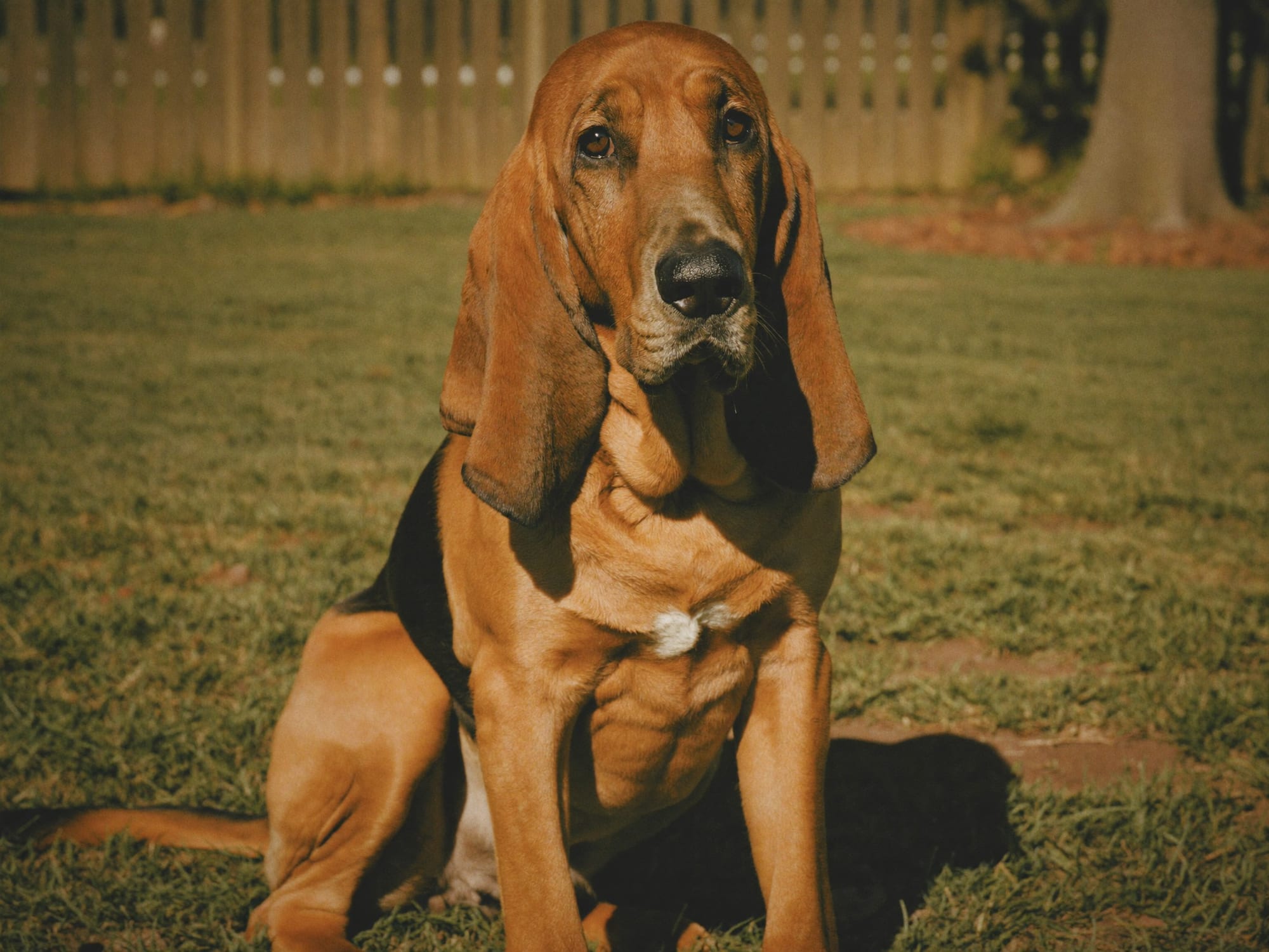 Bloodhound (Perro de San Huberto)