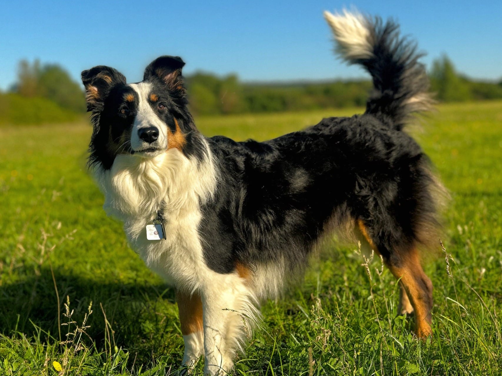 Border Collie
