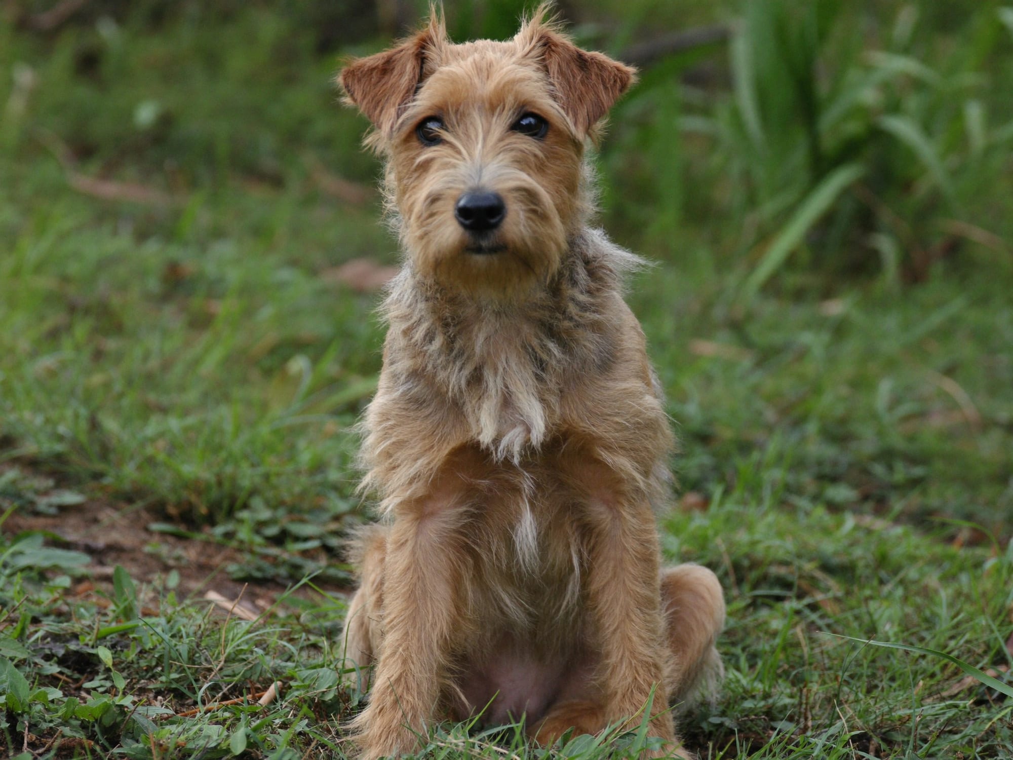 Border Terrier