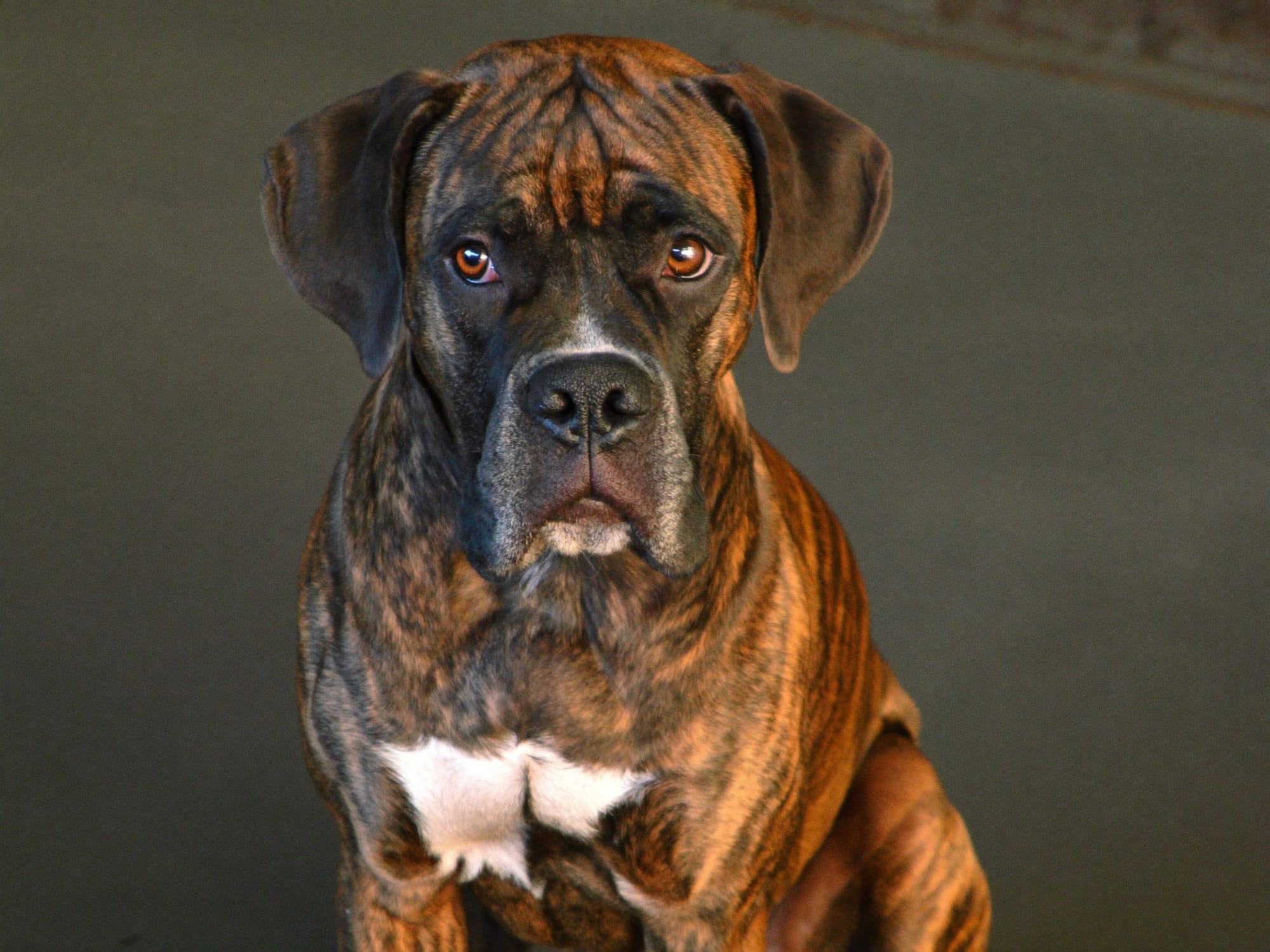 Boxer Atigrado
