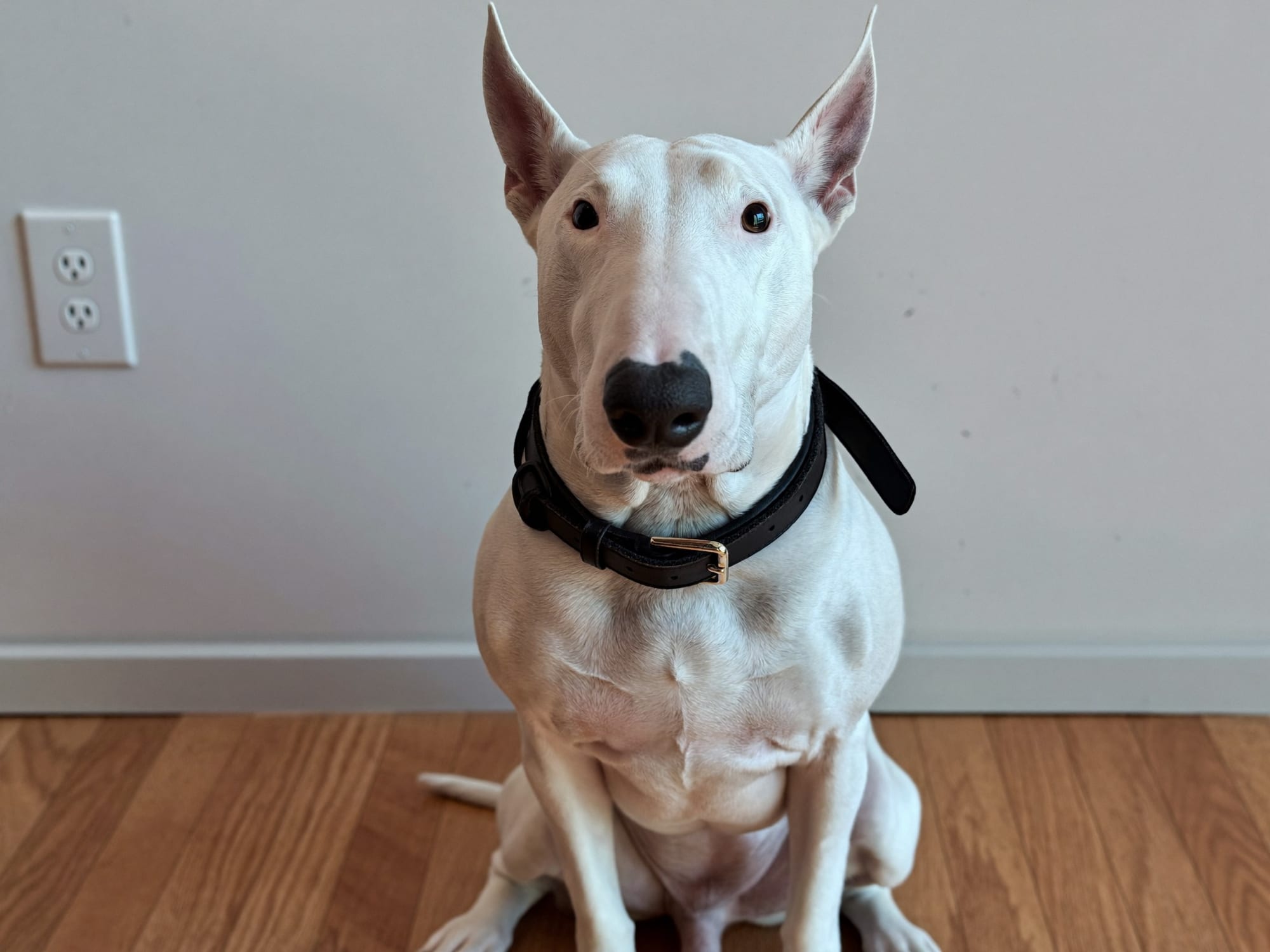 Bull Terrier