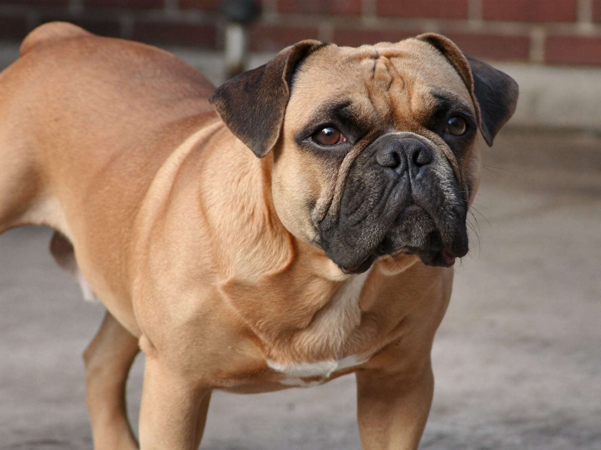 Bulldog Francés