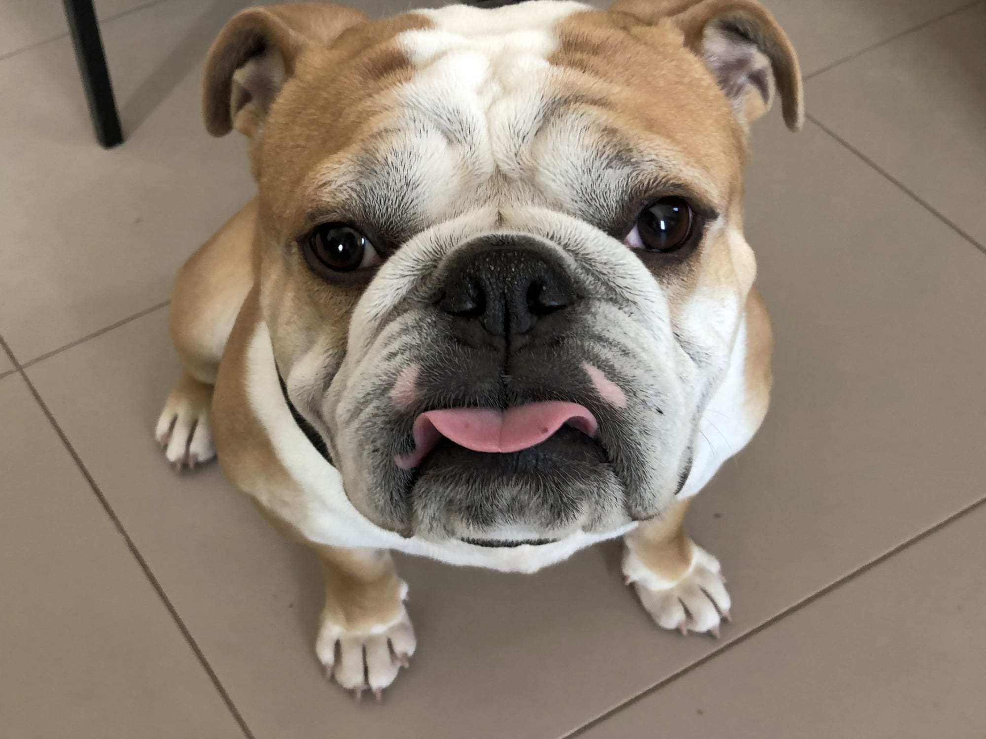 Bulldog Inglés