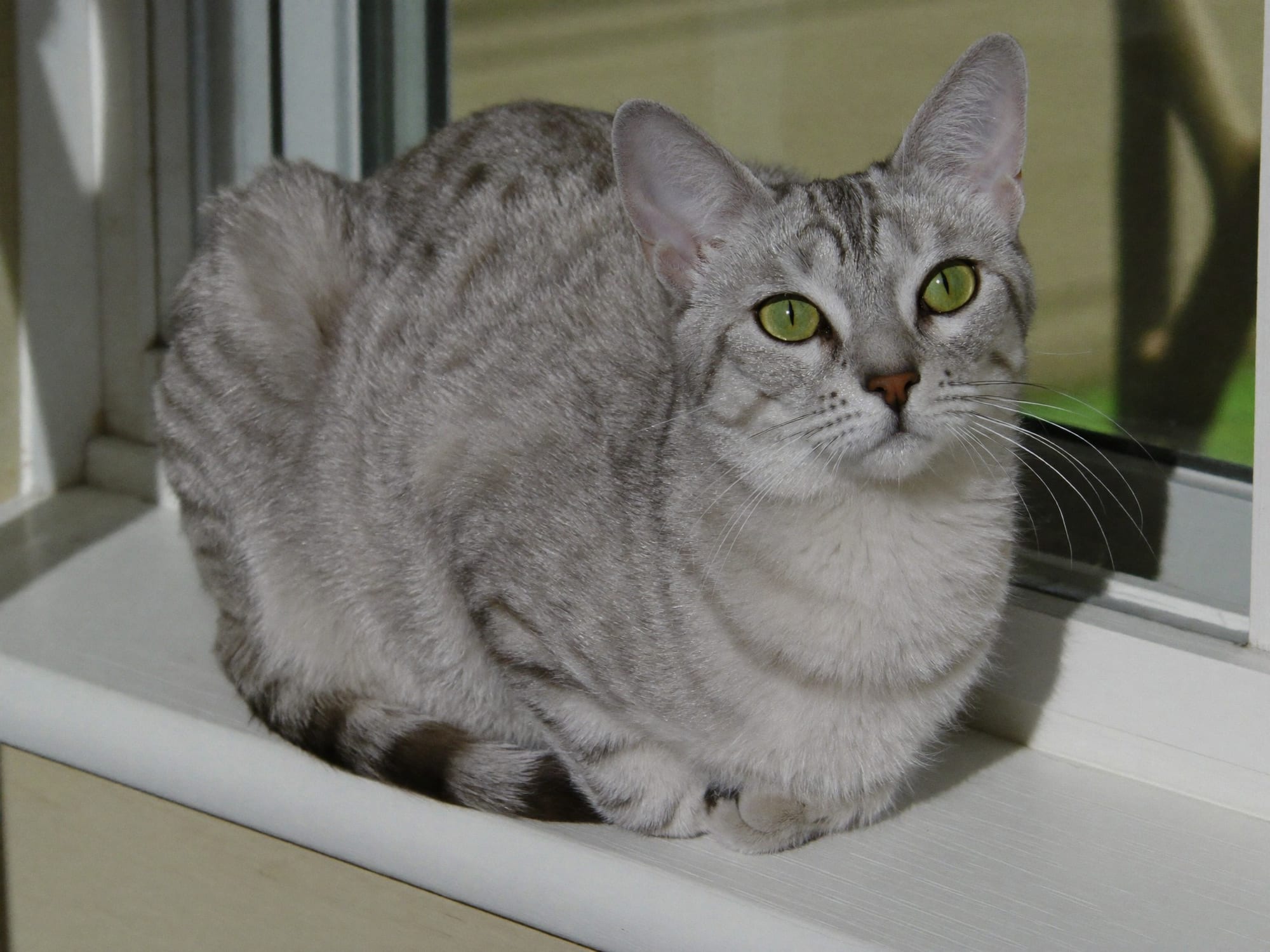 Burmilla