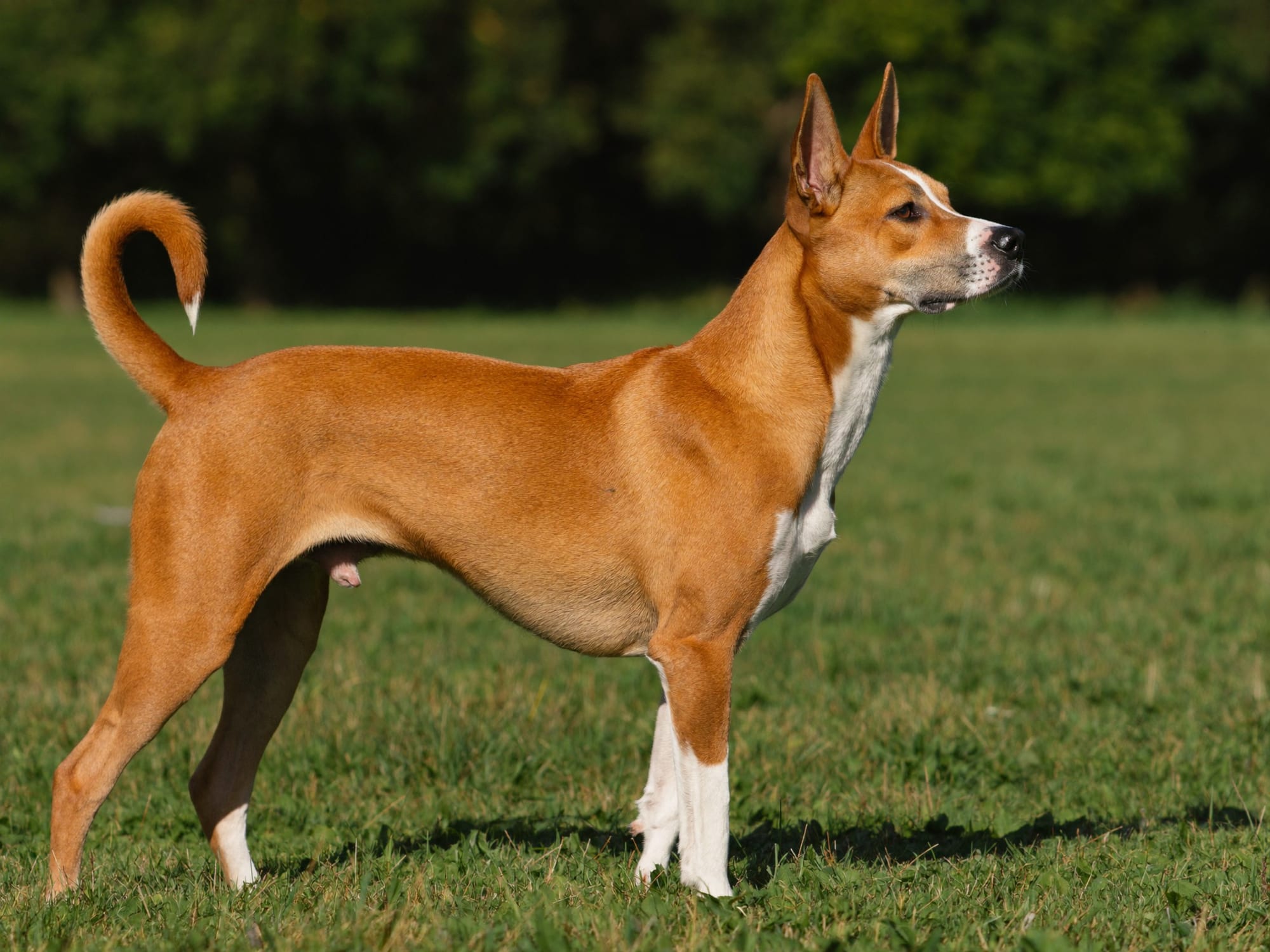 Canaan Dog