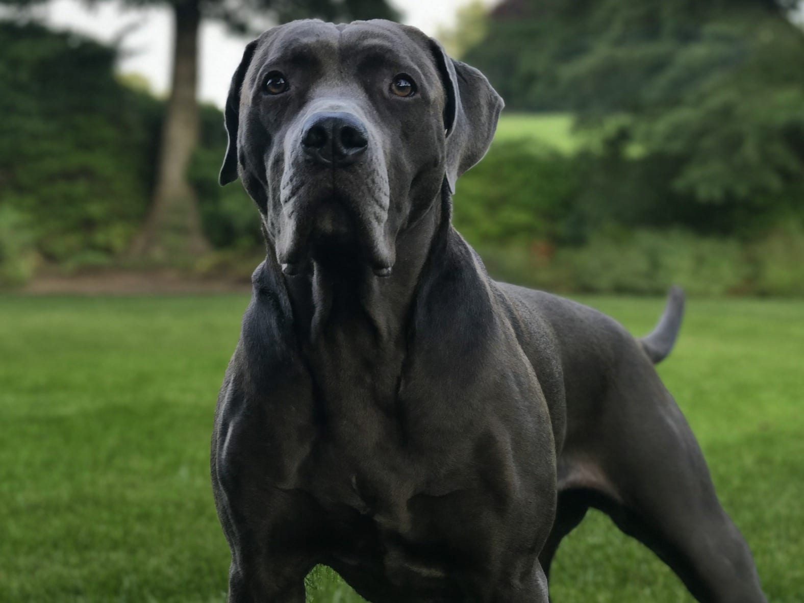 Cane Corso