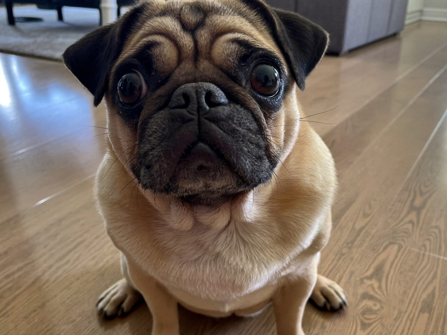 Carlino (Pug)
