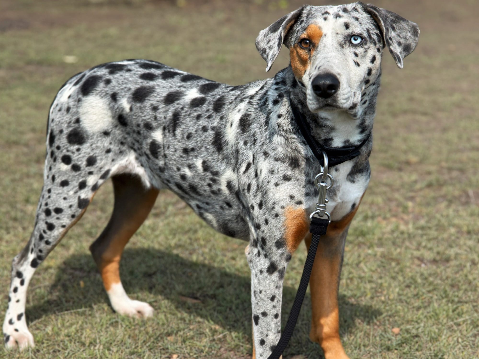 Catahoula Leopard Dog