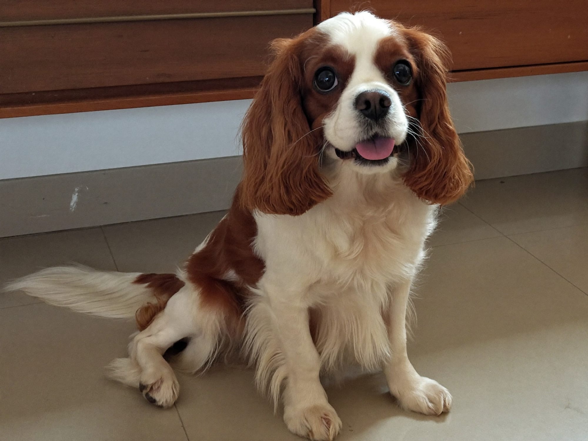 Cavalier King Charles Spaniel