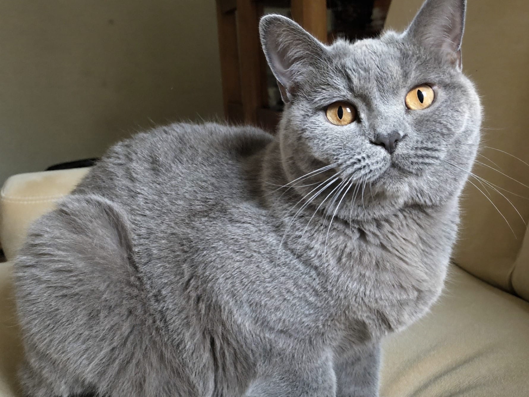 Chartreux