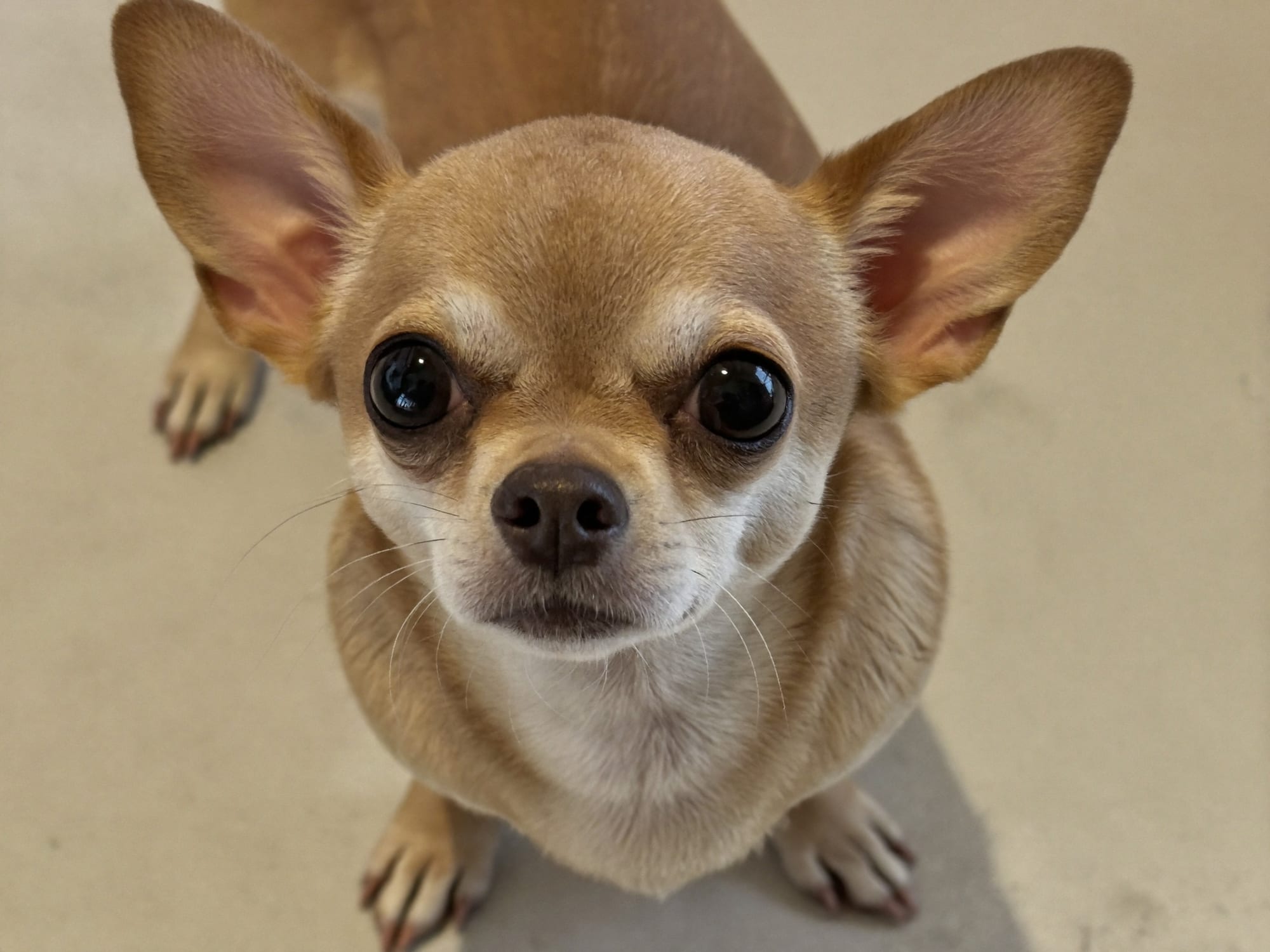 Chihuahua