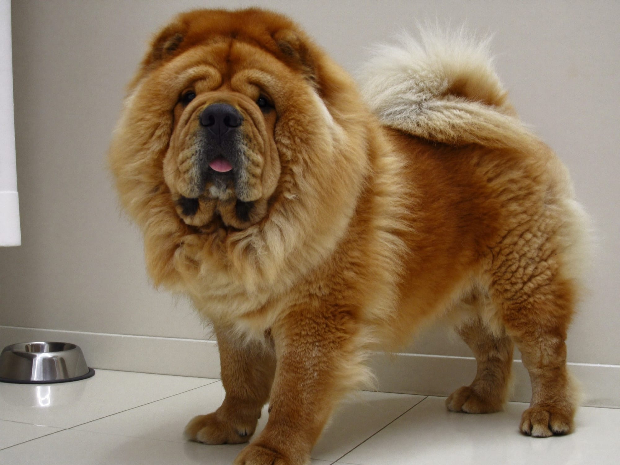 Chow Chow