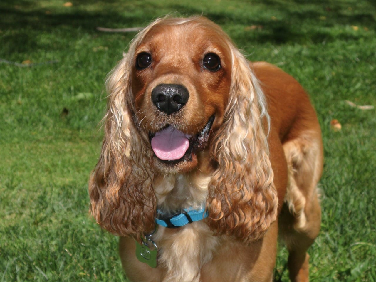 Cocker Spaniel