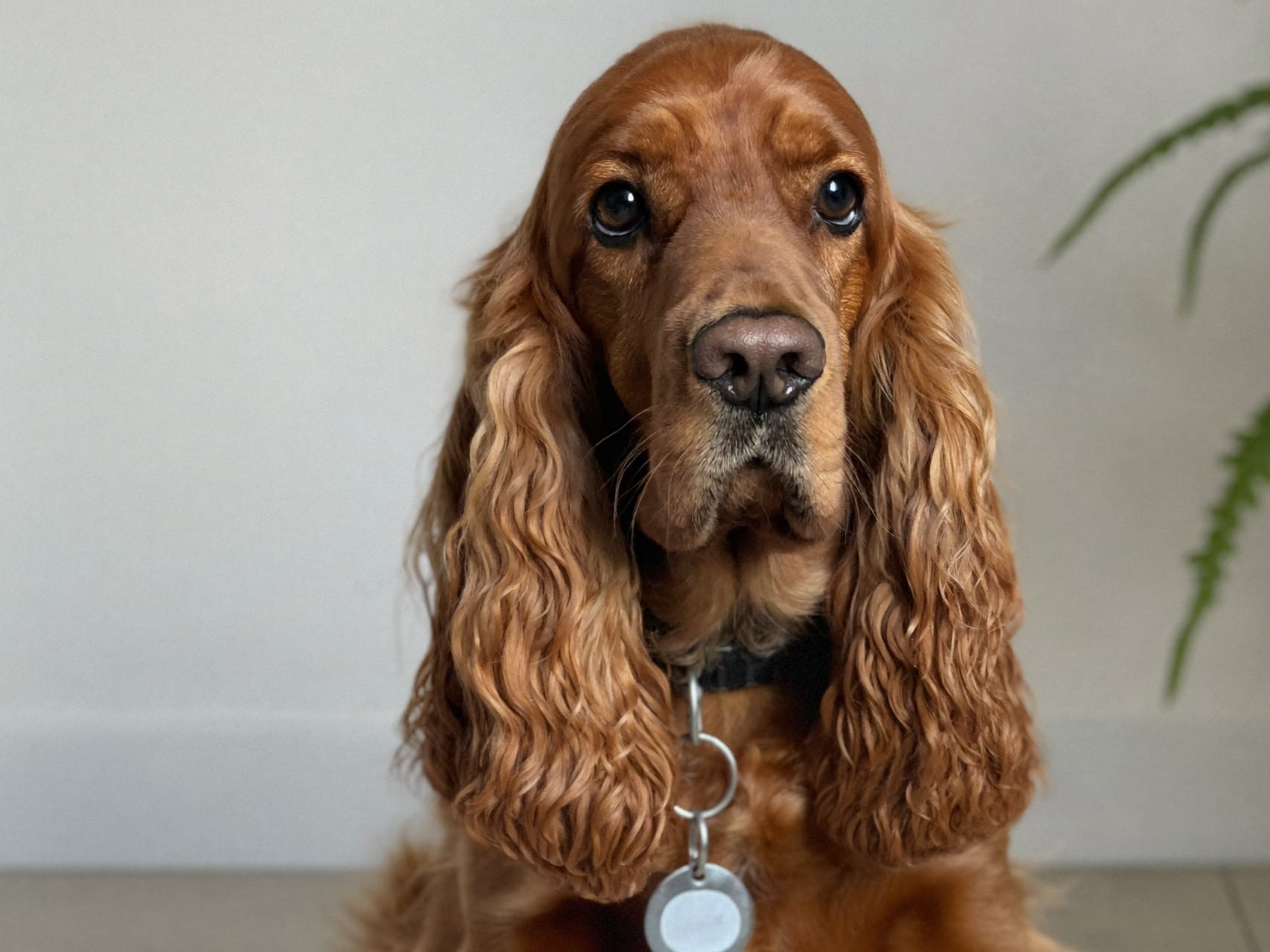 Cocker Spaniel Americano
