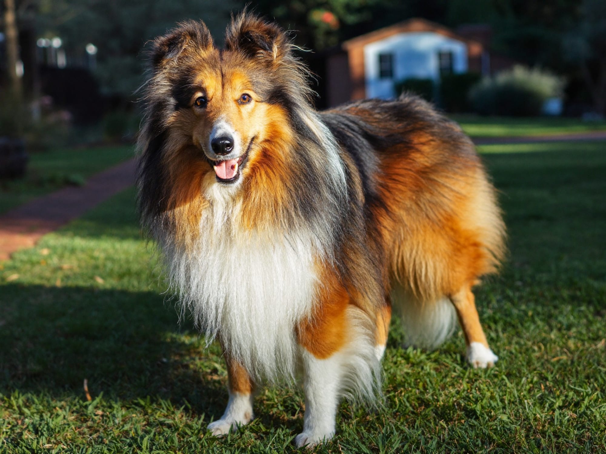 Collie