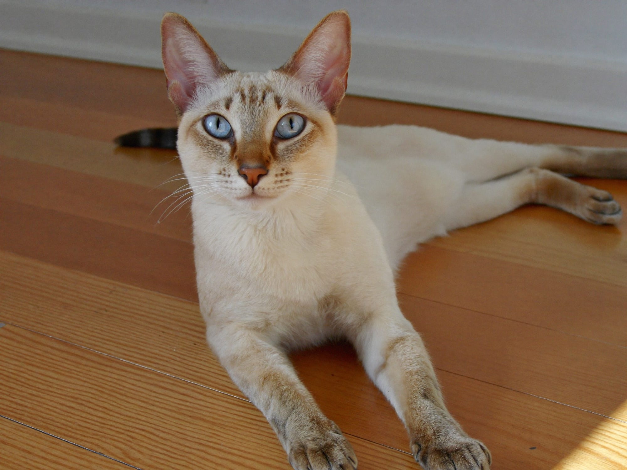 Colorpoint Shorthair