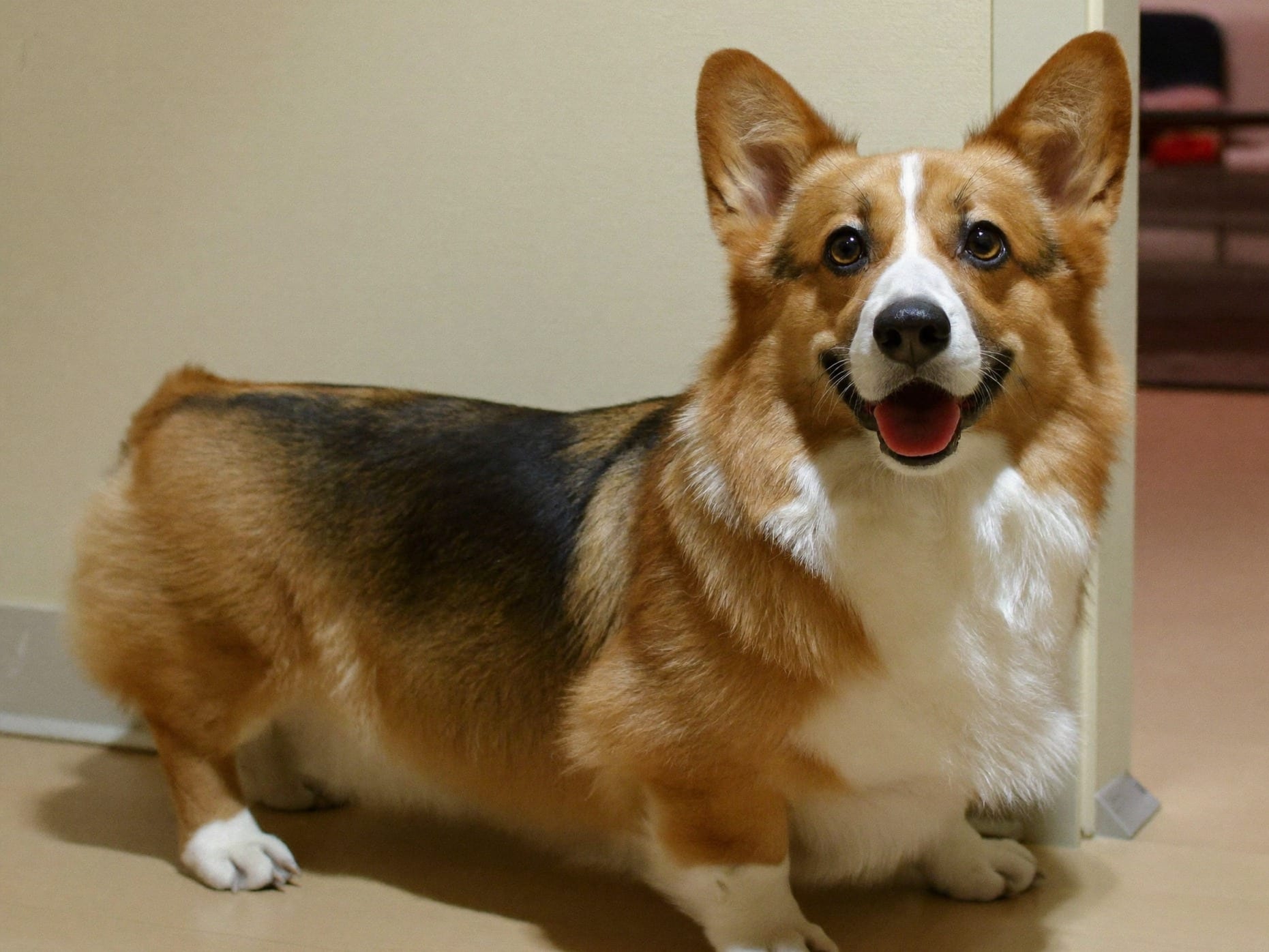 Corgi Galés de Pembroke