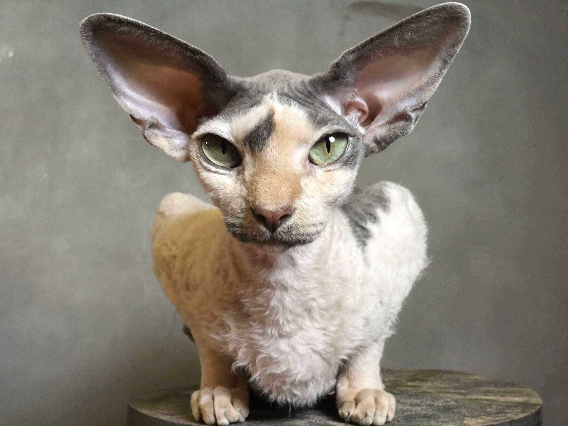 Cornish Rex
