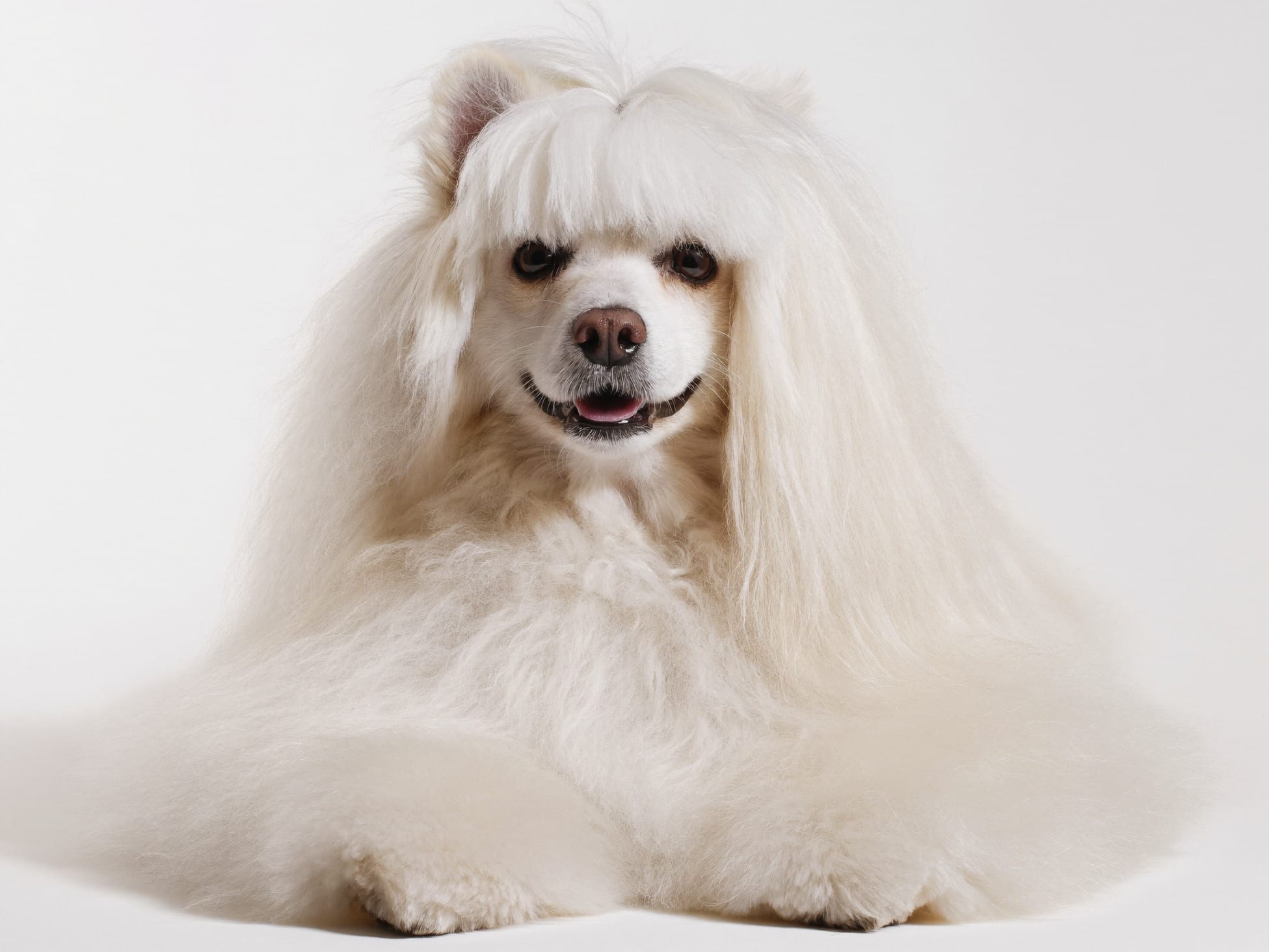Coton de Tuléar