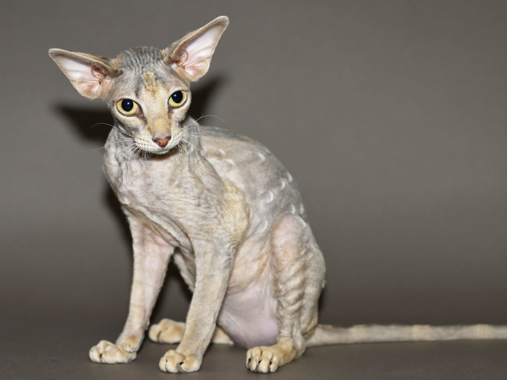 Devon Rex
