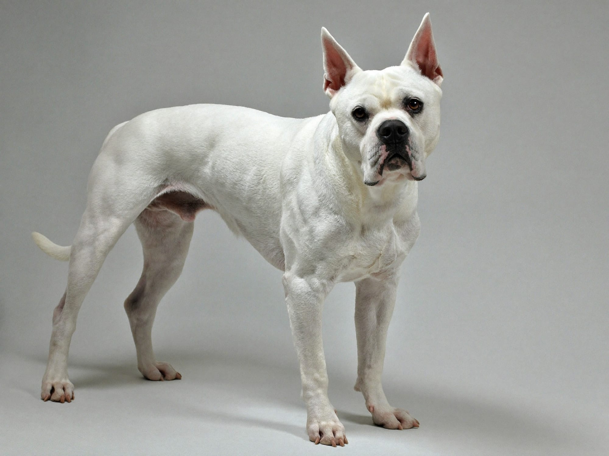 Dogo Argentino