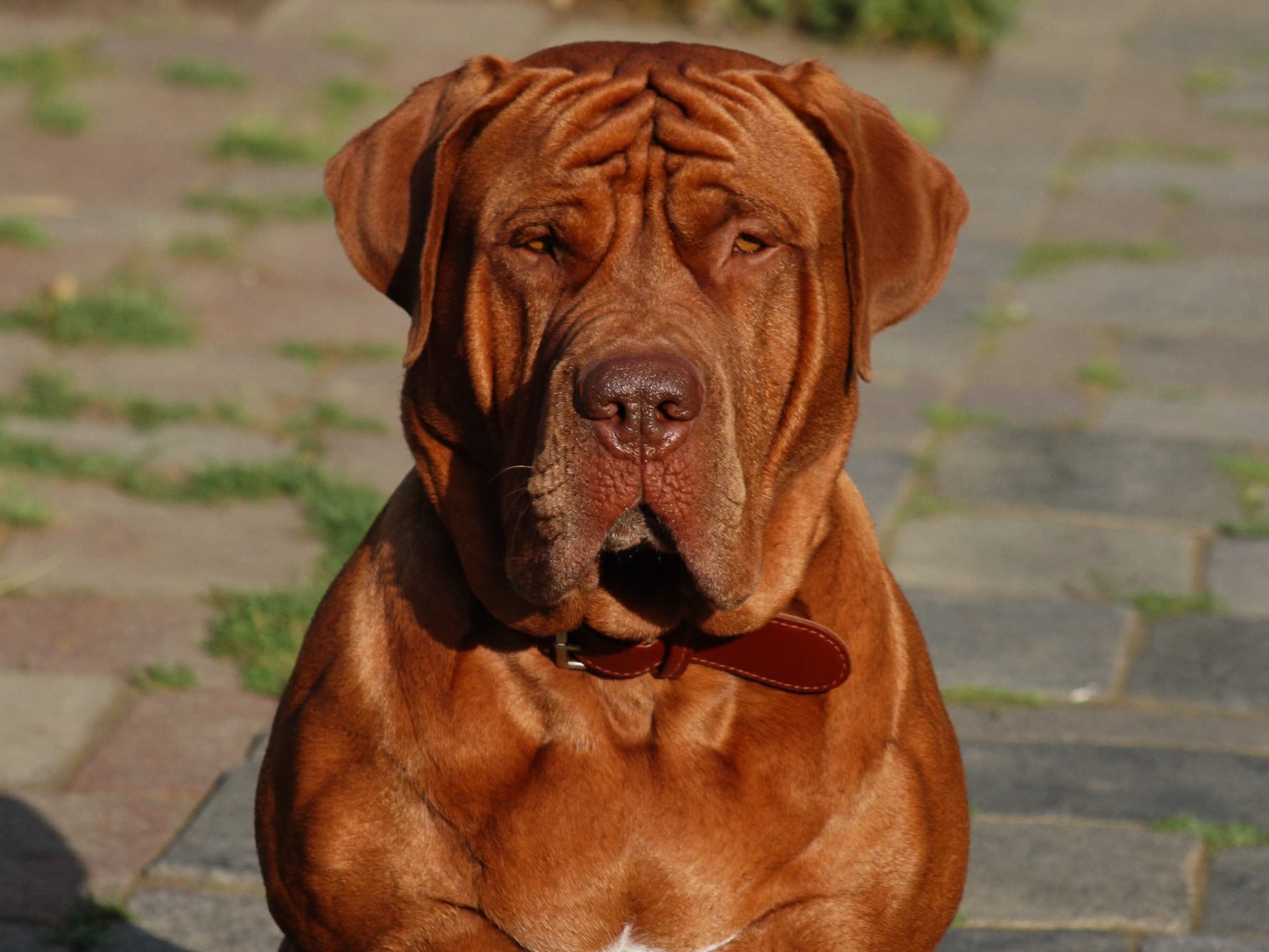 Dogo de Burdeos