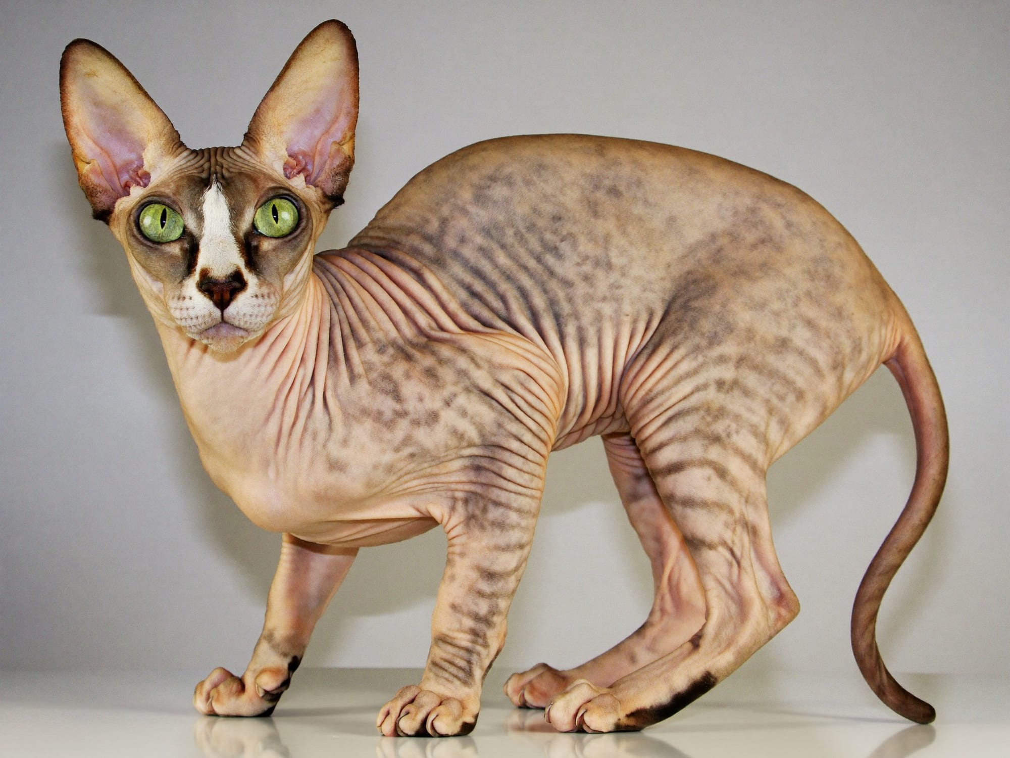 Don Sphynx