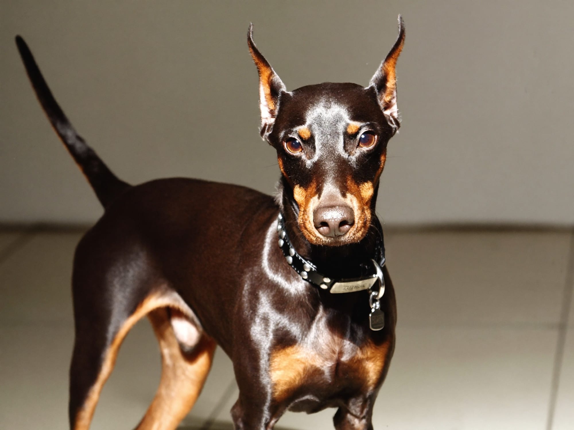 Dóberman Miniatura (Pinscher Miniatura)