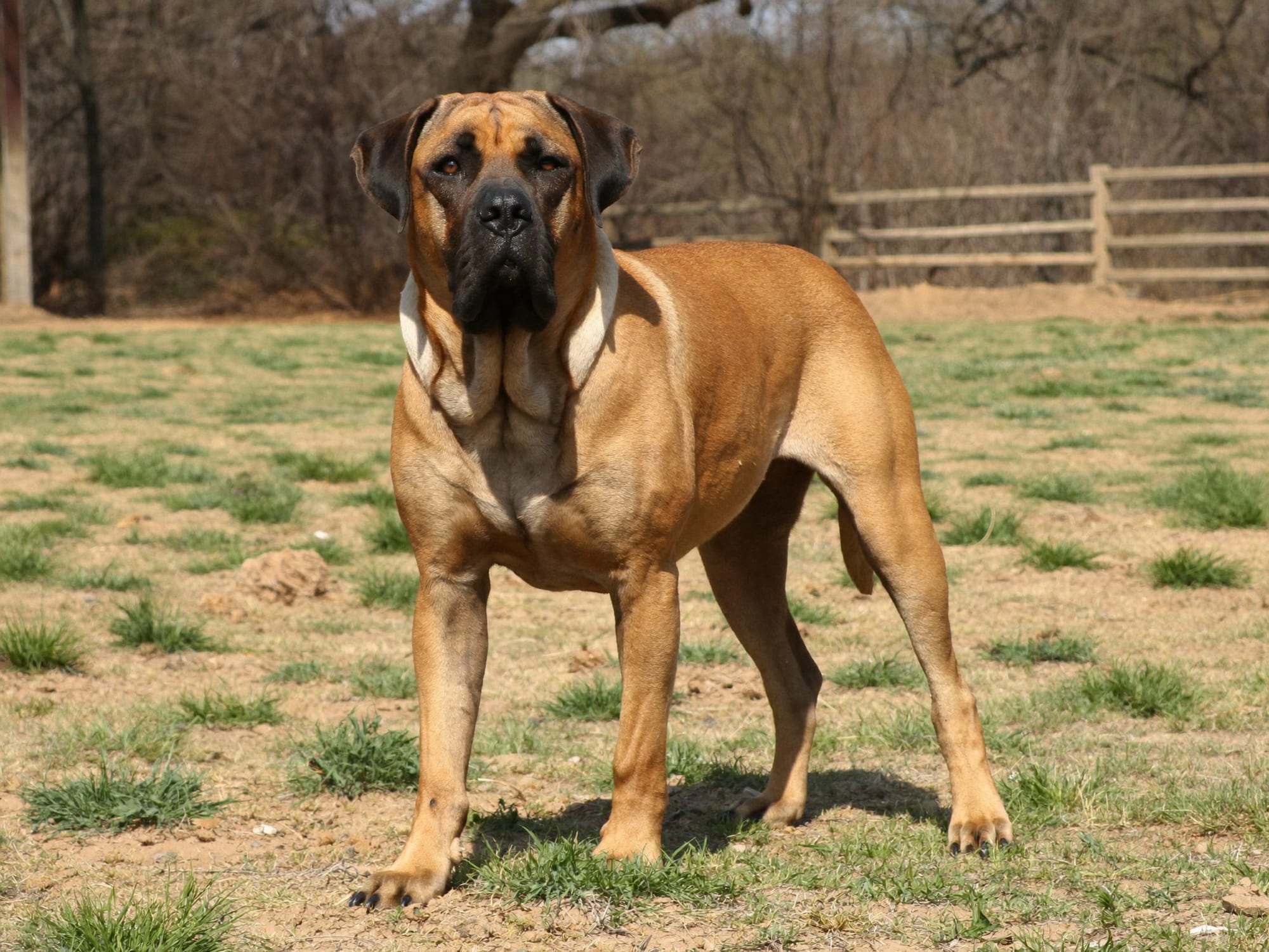 Fila Brasileño