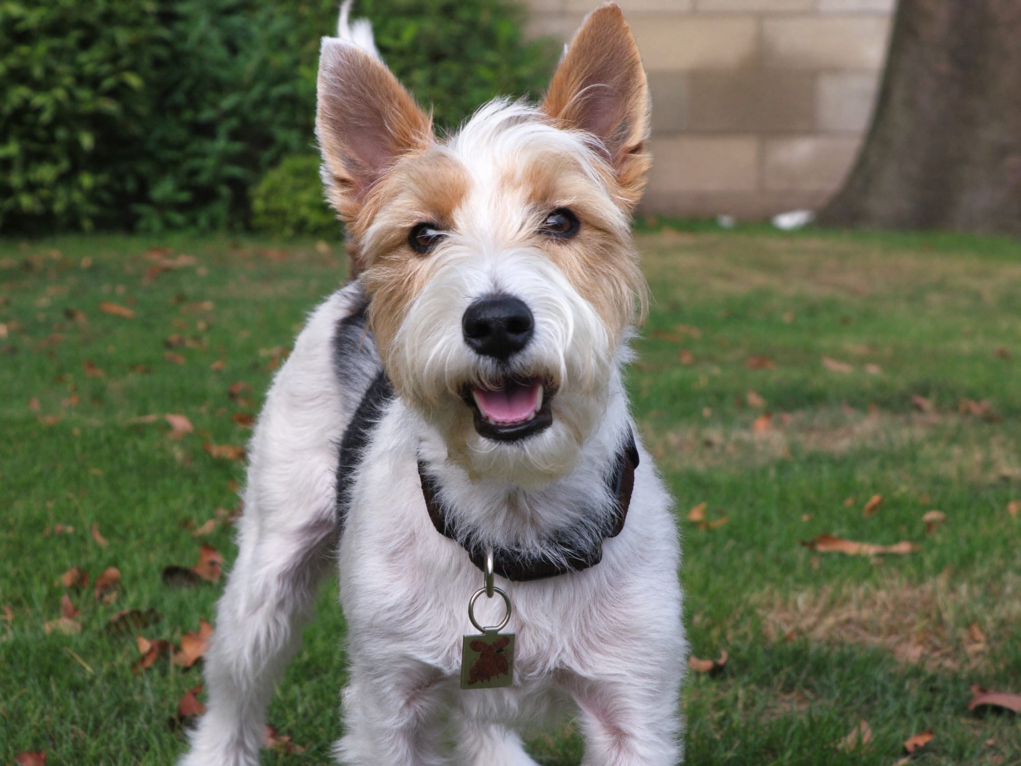 Fox Terrier