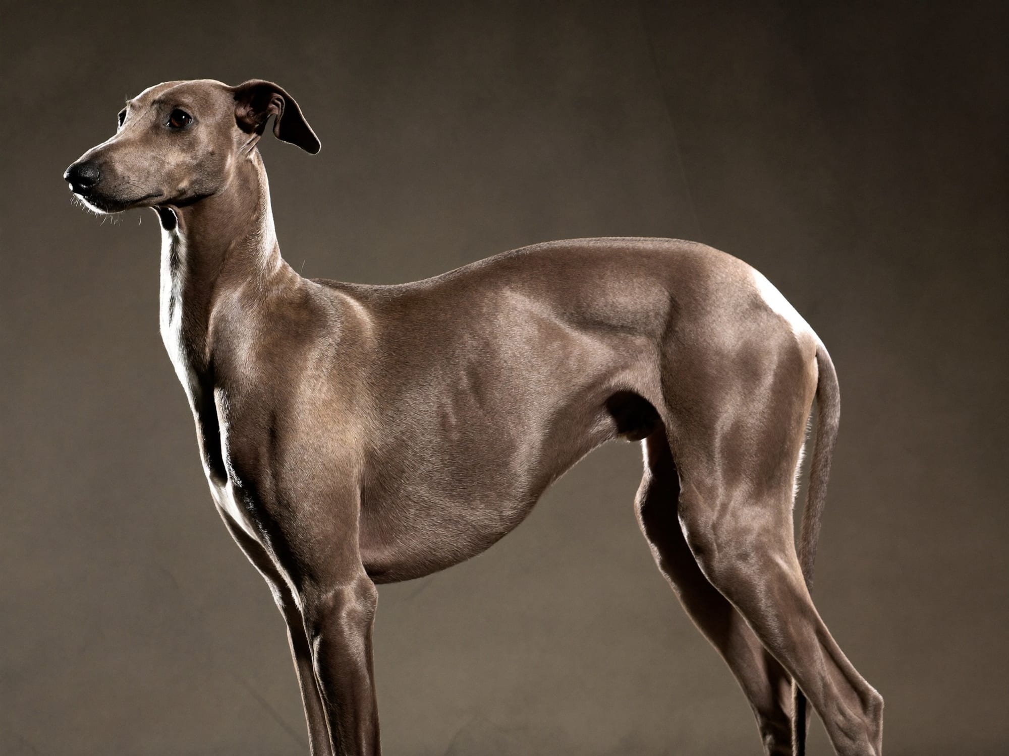 Galgo Italiano