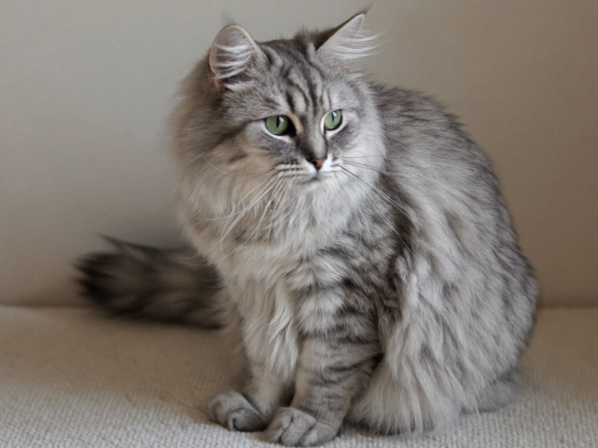 Azul Ruso de Pelo Largo