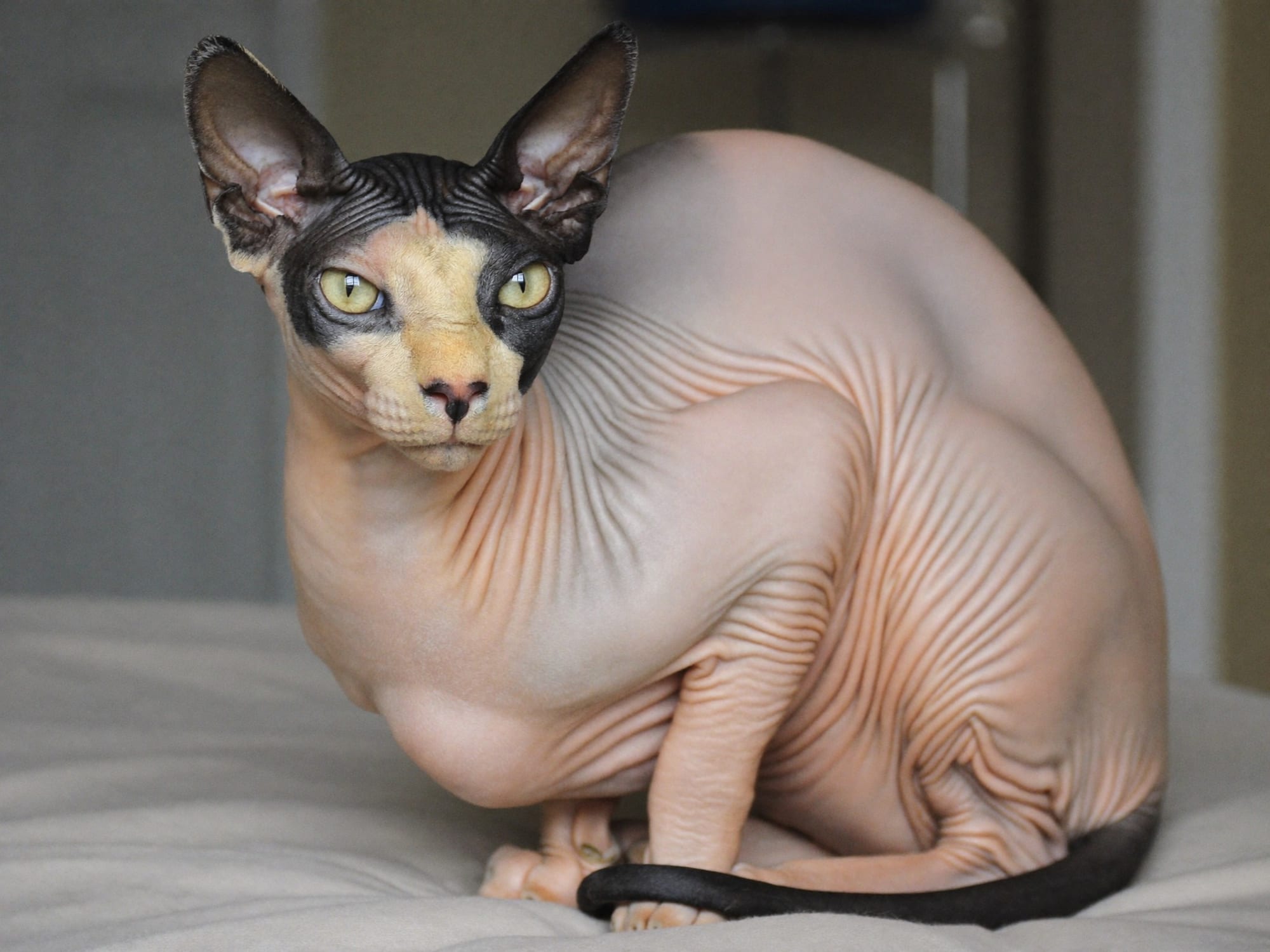 Esfinge (Sphynx Canadiense)