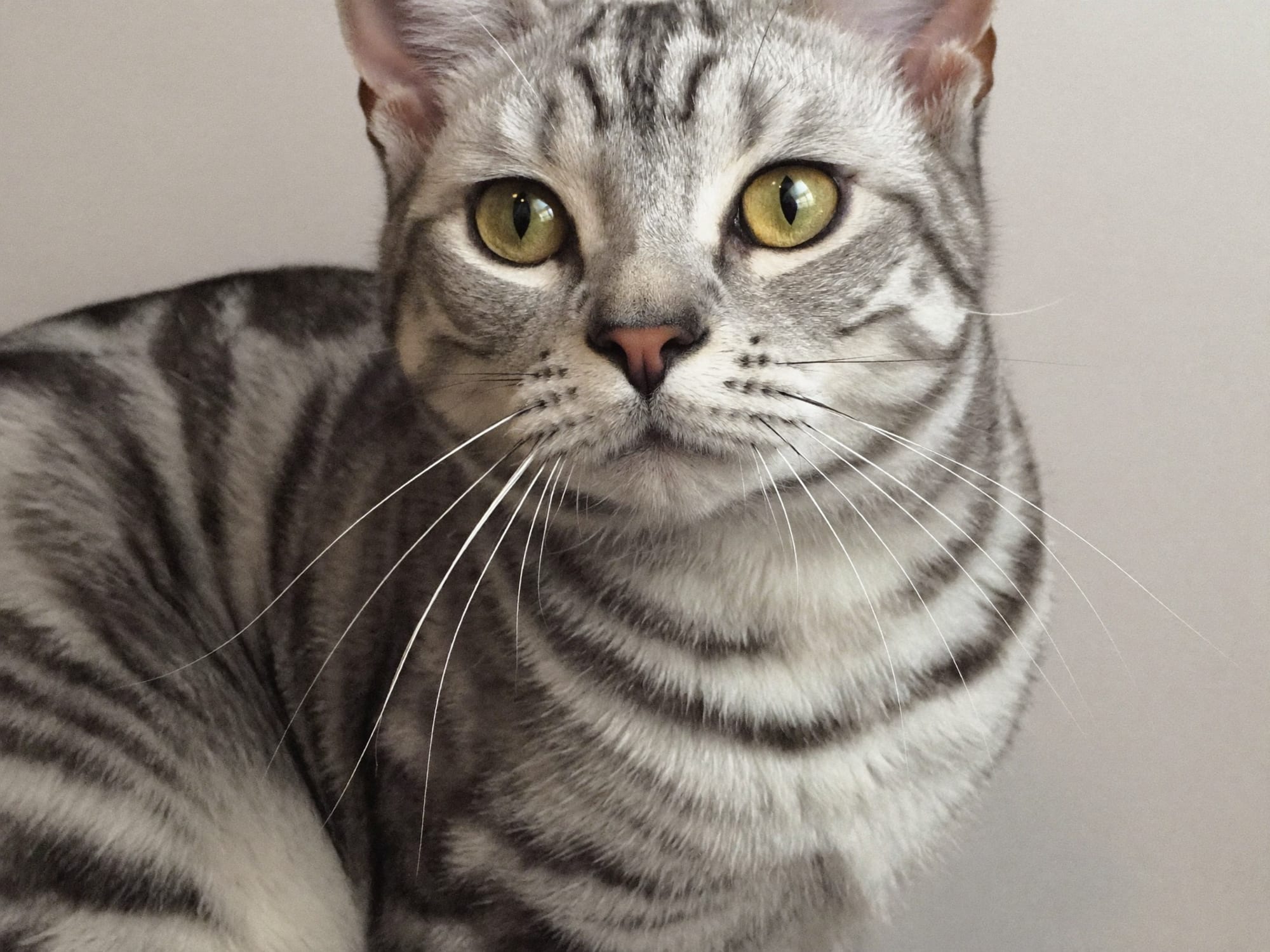 Tabby Plateado