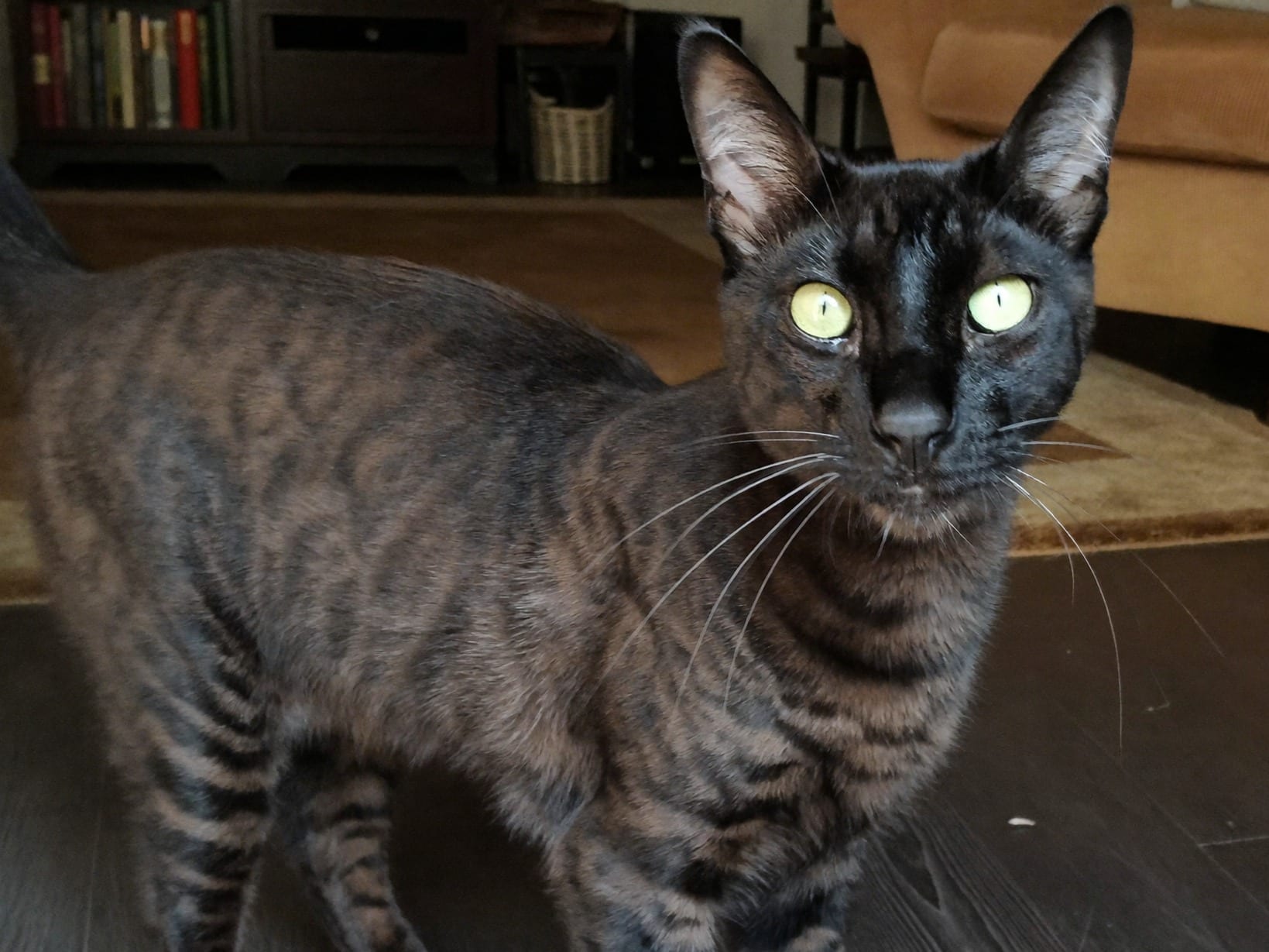 Bengala Charcoal